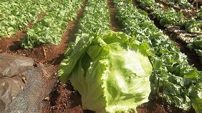 Farming in South Africa - Types of Farming