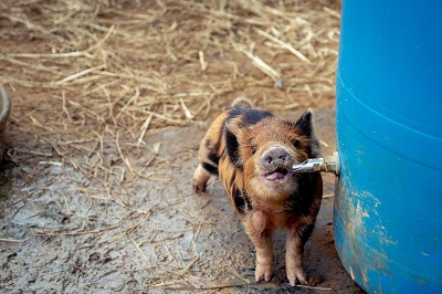 20 Interesting facts about Pigs