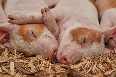 Pig Farming in South Africa