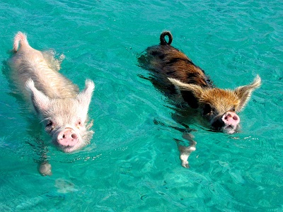 20 Interesting facts about Pigs