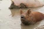 20 Interesting facts about Pigs