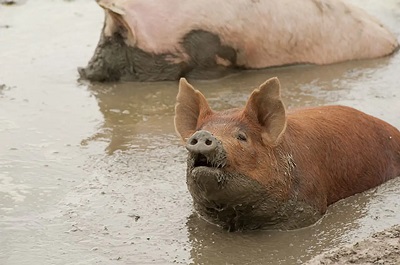 20 Interesting facts about Pigs