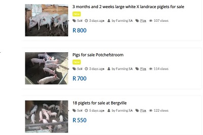 Pigs for sale in South Africa by City