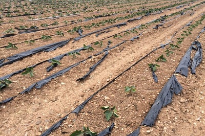 Farming South Africa Plastic Pollution