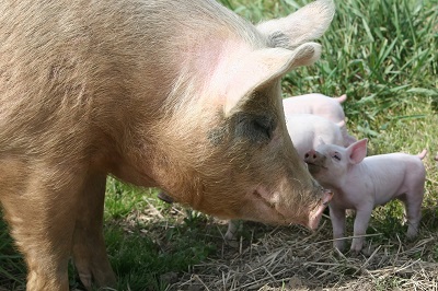 20 Interesting facts about Pigs - Strong Maternal Instincts