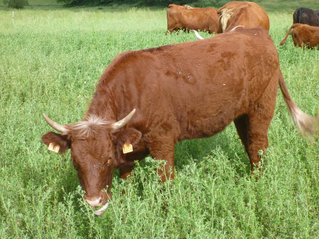 Lucerne vs. Maize: Which Offers Better ROI for Livestock Feed?